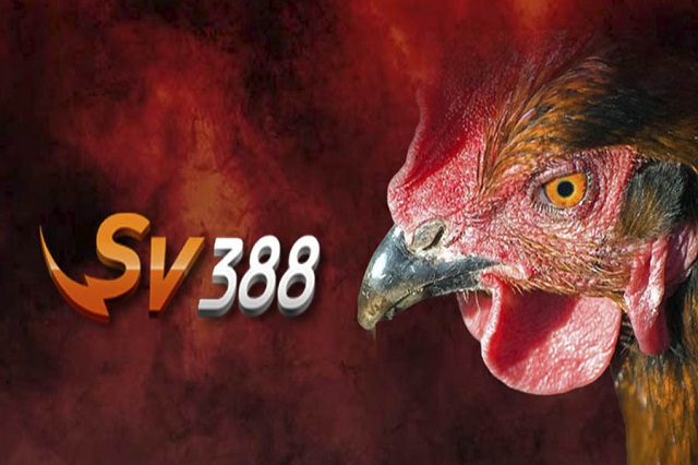 Đá gà trực tiếp sv388 là gì